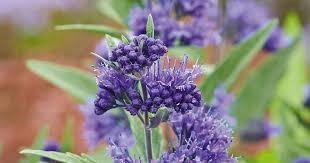 Ořechokřídlec clandonský 'Camara Dark Blue'