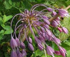 Česnek kýlnatý - Allium carinatum