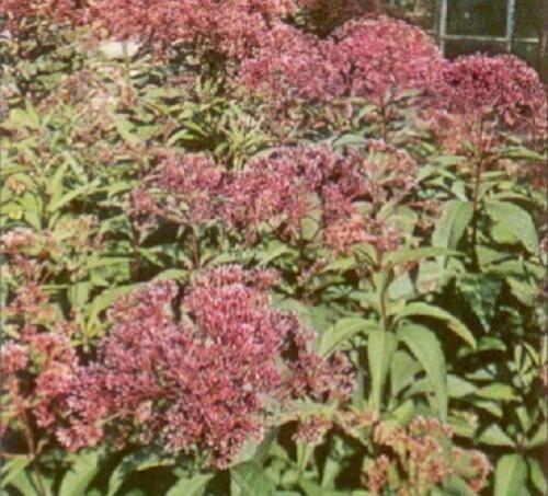 Sadec nachový - Eupatorium purpureum