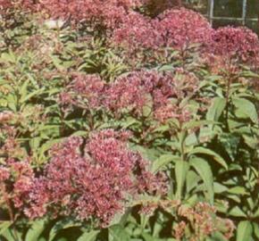 Sadec nachový - Eupatorium purpureum