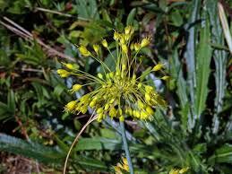 Česnek žlutý - Allium flavum