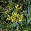 Česnek žlutý - Allium flavum