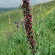 Hadinec červený - Echium maculatum