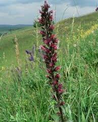 Hadinec červený - Echium maculatum