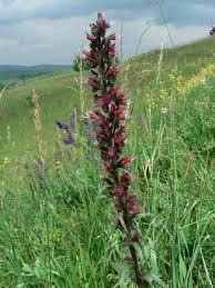Hadinec červený - Echium maculatum