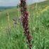 hadinec-cerveny.jpg