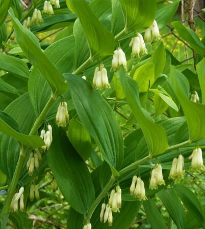 Kokořík vonný - Polygonatum odoratum