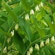 Kokořík vonný - Polygonatum odoratum