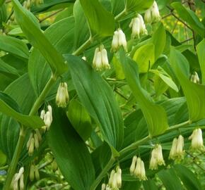 Kokořík vonný - Polygonatum odoratum