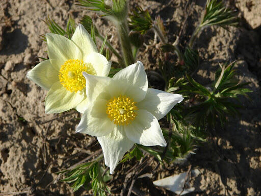 Koniklec žlutavý - Pulsatilla flavescens