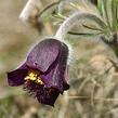 Koniklec jižní - Pulsatilla australis