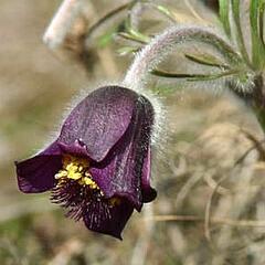 Koniklec jižní - Pulsatilla australis