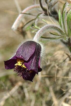 Koniklec jižní - Pulsatilla australis