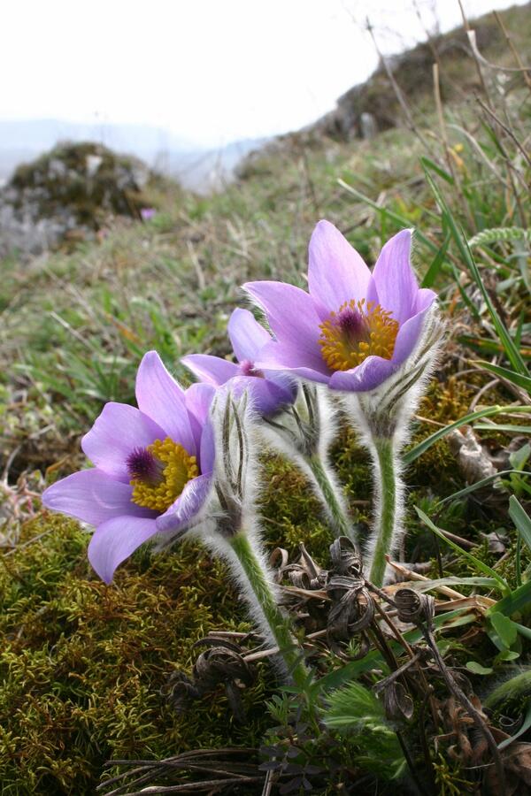 Koniklec velkokvětý pravý - Pulsatilla grandis