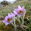 Koniklec velkokvětý pravý - Pulsatilla grandis