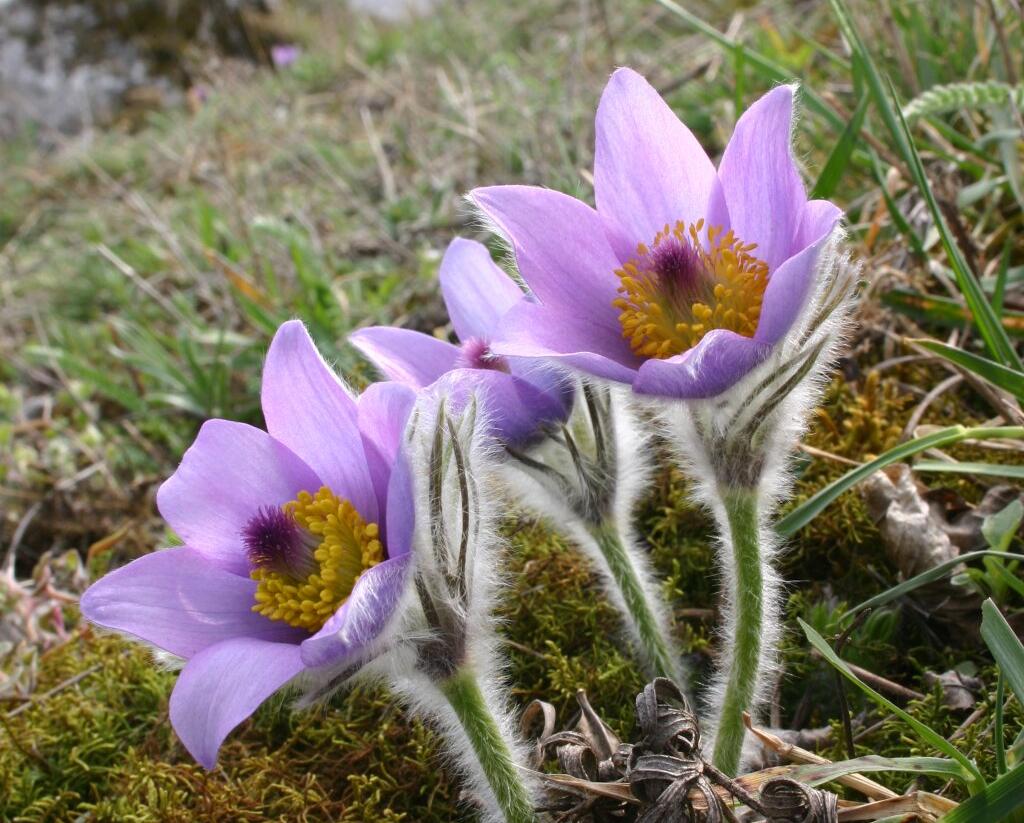 Koniklec velkokvětý pravý - Pulsatilla grandis