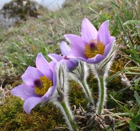 Koniklec velkokvětý pravý - Pulsatilla grandis