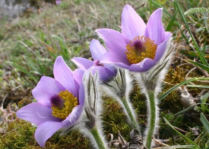 Koniklec velkokvětý pravý - Pulsatilla grandis