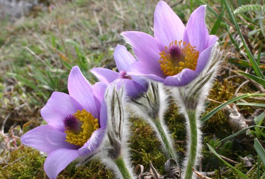 Koniklec velkokvětý pravý - Pulsatilla grandis