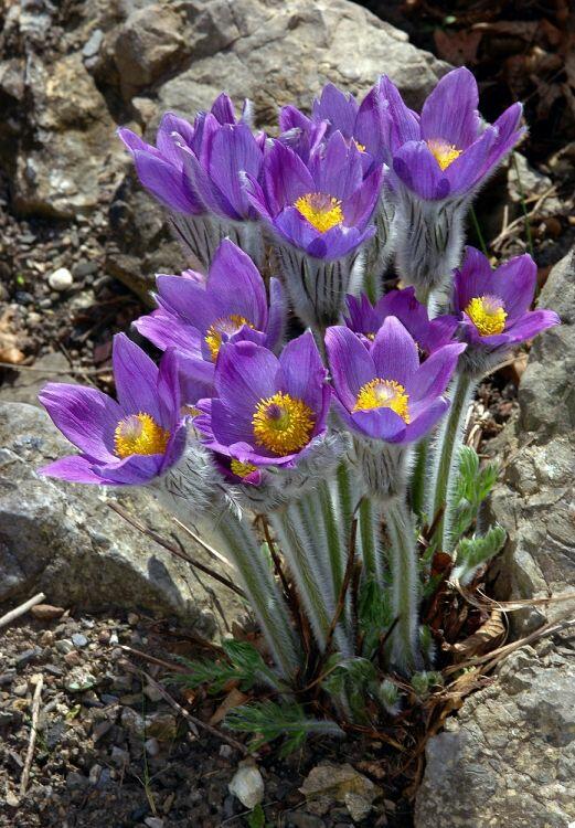 Koniklec slovenský - Pulsatilla slavica