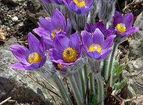 Koniklec slovenský - Pulsatilla slavica