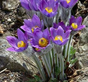 Koniklec slovenský - Pulsatilla slavica