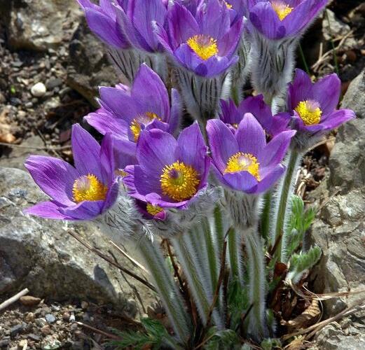 Koniklec slovenský - Pulsatilla slavica