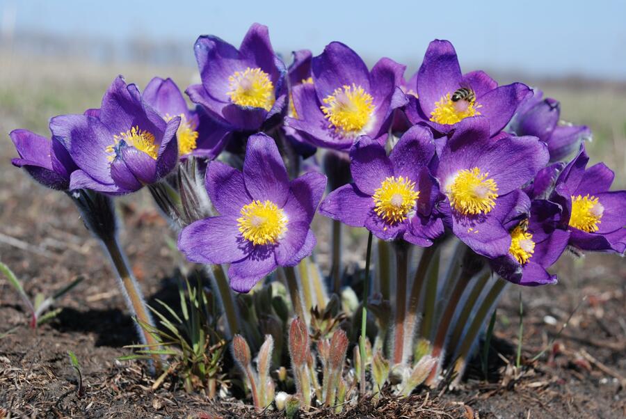 Koniklec otevřený - Pulsatilla patens