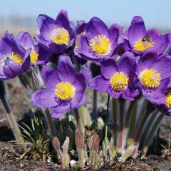 Koniklec otevřený - Pulsatilla patens