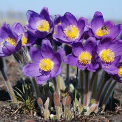 Koniklec otevřený - Pulsatilla patens