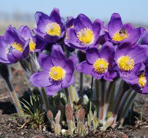 Koniklec otevřený - Pulsatilla patens