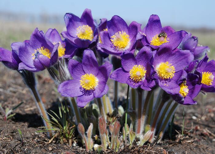 Koniklec otevřený - Pulsatilla patens