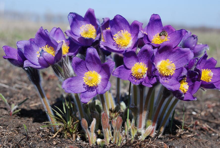 Koniklec otevřený - Pulsatilla patens