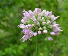 Česnek hranatý - Allium angulosum