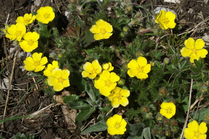 Mochna sedmilistá - Potentilla heptaphylla