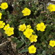Mochna sedmilistá - Potentilla heptaphylla