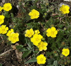 Mochna sedmilistá - Potentilla heptaphylla