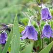 Koniklec - Pulsatilla campanella