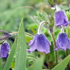 Koniklec - Pulsatilla campanella