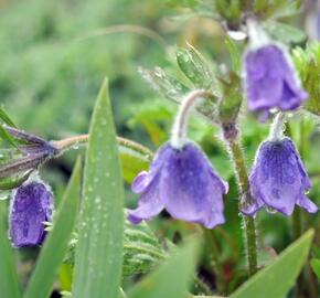 Koniklec - Pulsatilla campanella