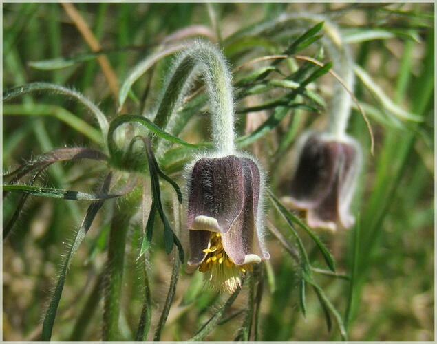 Koniklec - Pulsatilla pratensis ssp. hungarica