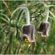 Koniklec - Pulsatilla pratensis ssp. hungarica