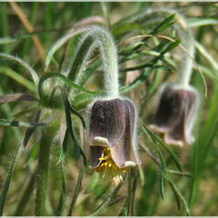 Koniklec - Pulsatilla pratensis ssp. hungarica