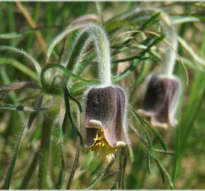 Koniklec - Pulsatilla pratensis ssp. hungarica