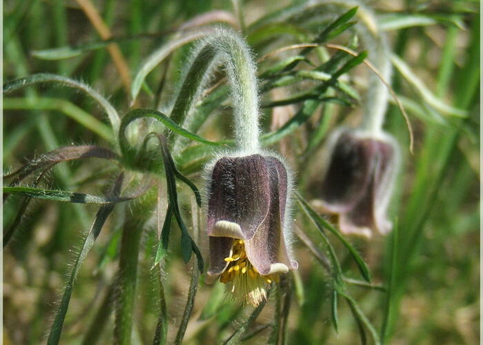 Koniklec - Pulsatilla pratensis ssp. hungarica