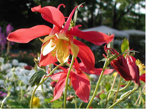 Orlíček 'Rotstern' - Aquilegia caerulea 'Rotstern'