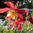 Orlíček 'Rotstern' - Aquilegia caerulea 'Rotstern'