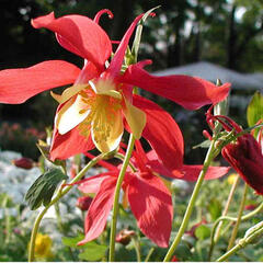 Orlíček 'Rotstern' - Aquilegia caerulea 'Rotstern'