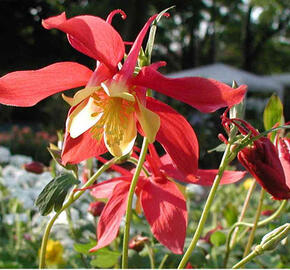 Orlíček 'Rotstern' - Aquilegia caerulea 'Rotstern'