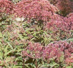 Sadec skvrnitý 'Atropurpureum' - Eupatorium maculatum 'Atropurpureum'